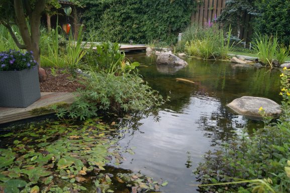 Der große Fischteich mit vielen grünen Teichpflanzen und einem Stein.
