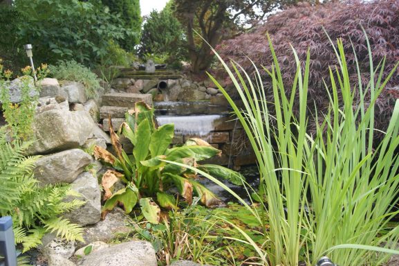 Blick auf den kleinen Wasserfall neben dem Gartenteich.