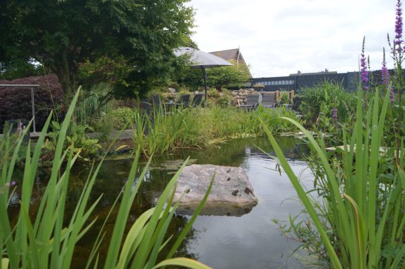 Der große Fischteich mit vielen grünen Teichpflanzen und einem Stein, im Hintergrund die große Terrasse mit Sitzgelegenheiten.