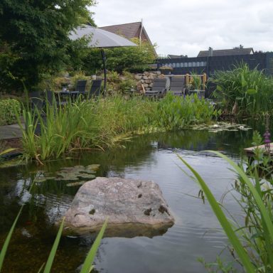 Der große Fischteich mit vielen grünen Teichpflanzen und einem Stein, im Hintergrund die große Terrasse mit Sitzgelegenheiten.